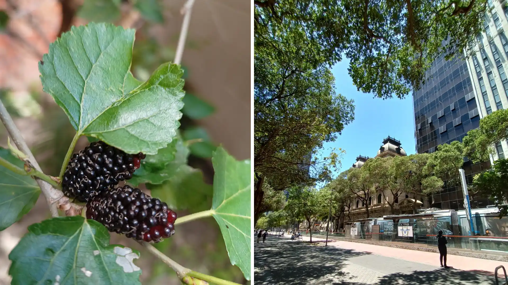 Do lado esquerdo, uma amora no detalhe e, do direito, um prédio com árvores embaixo e céu azul