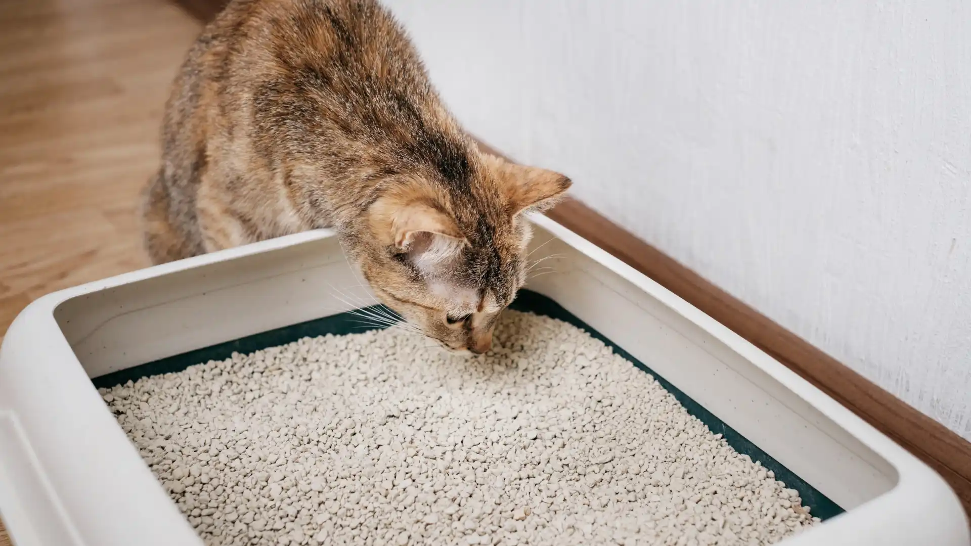 Erros comuns para evitar com a caixa de areia dos gatos - Folha Pet - Folha  PE