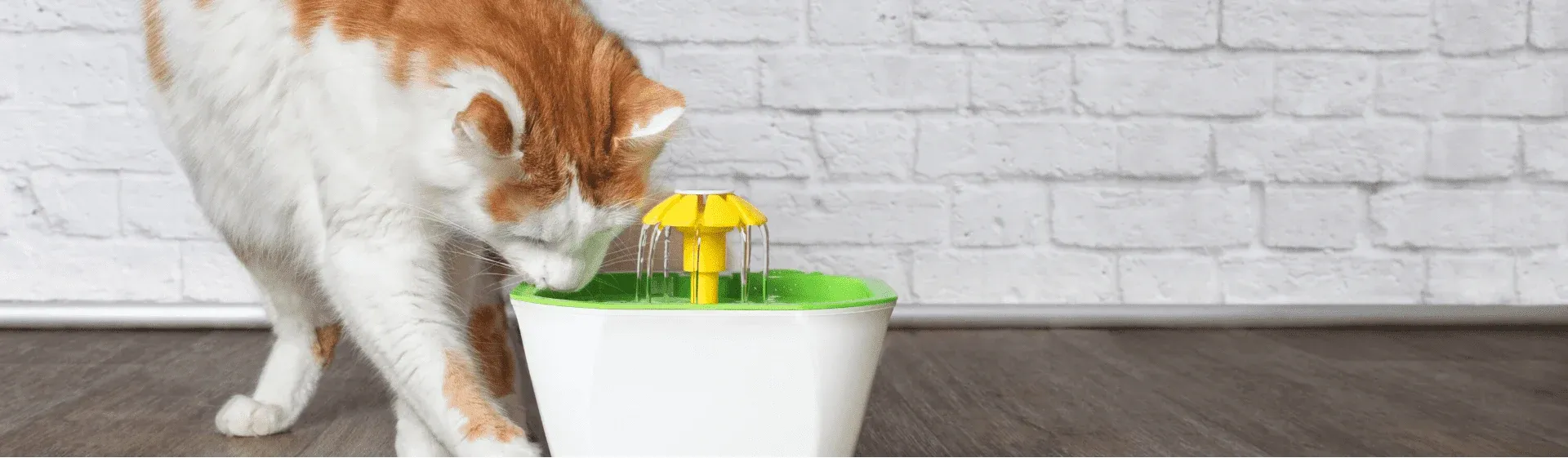 Bebedouro ou fonte para gatos: qual é o modelo ideal?
