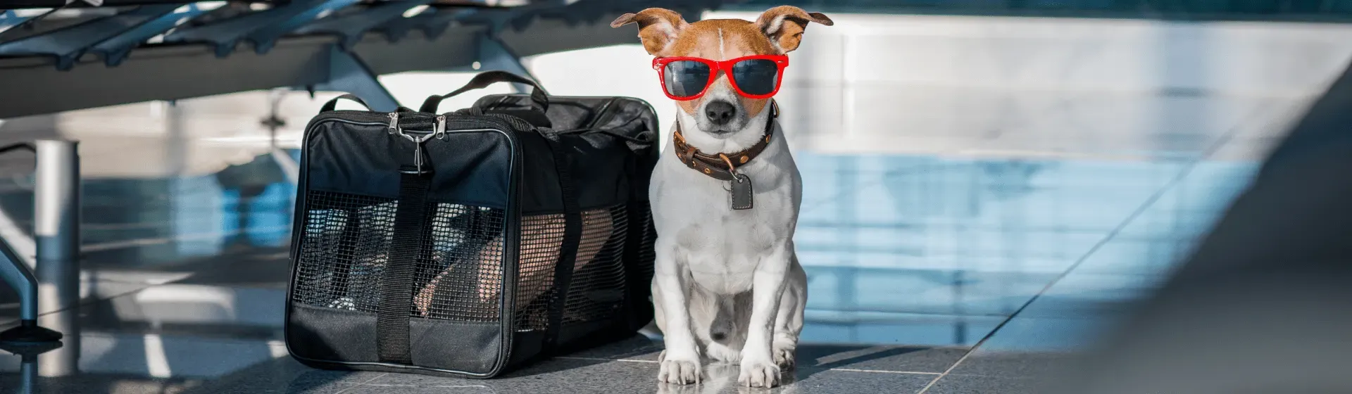 Capa do post: O que é preciso para viajar com um cachorro?
