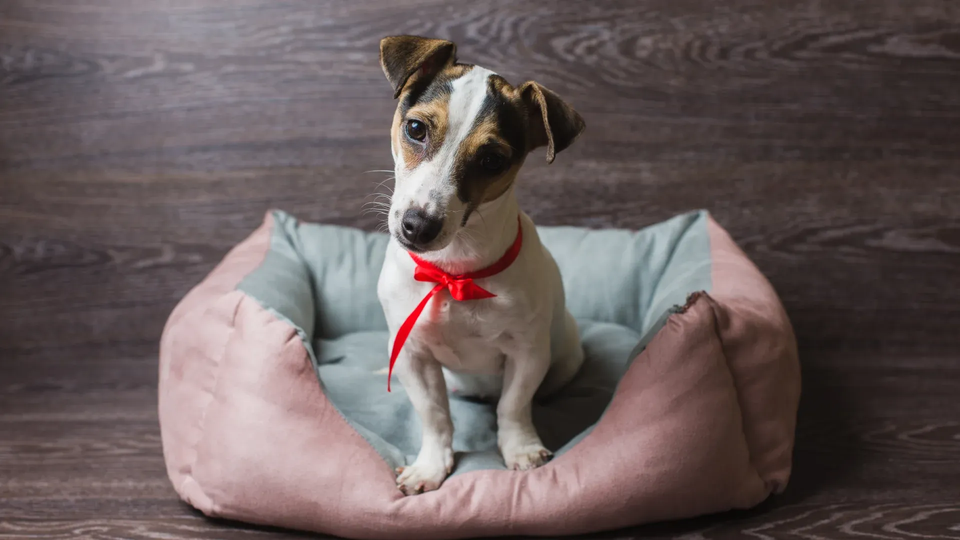 Caminhas de Cachorro Médio com os melhores preços