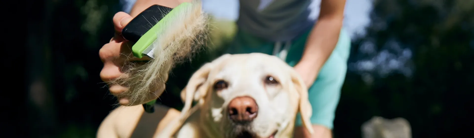 Capa do post: Escova para cachorro: 6 melhores opções para cães
