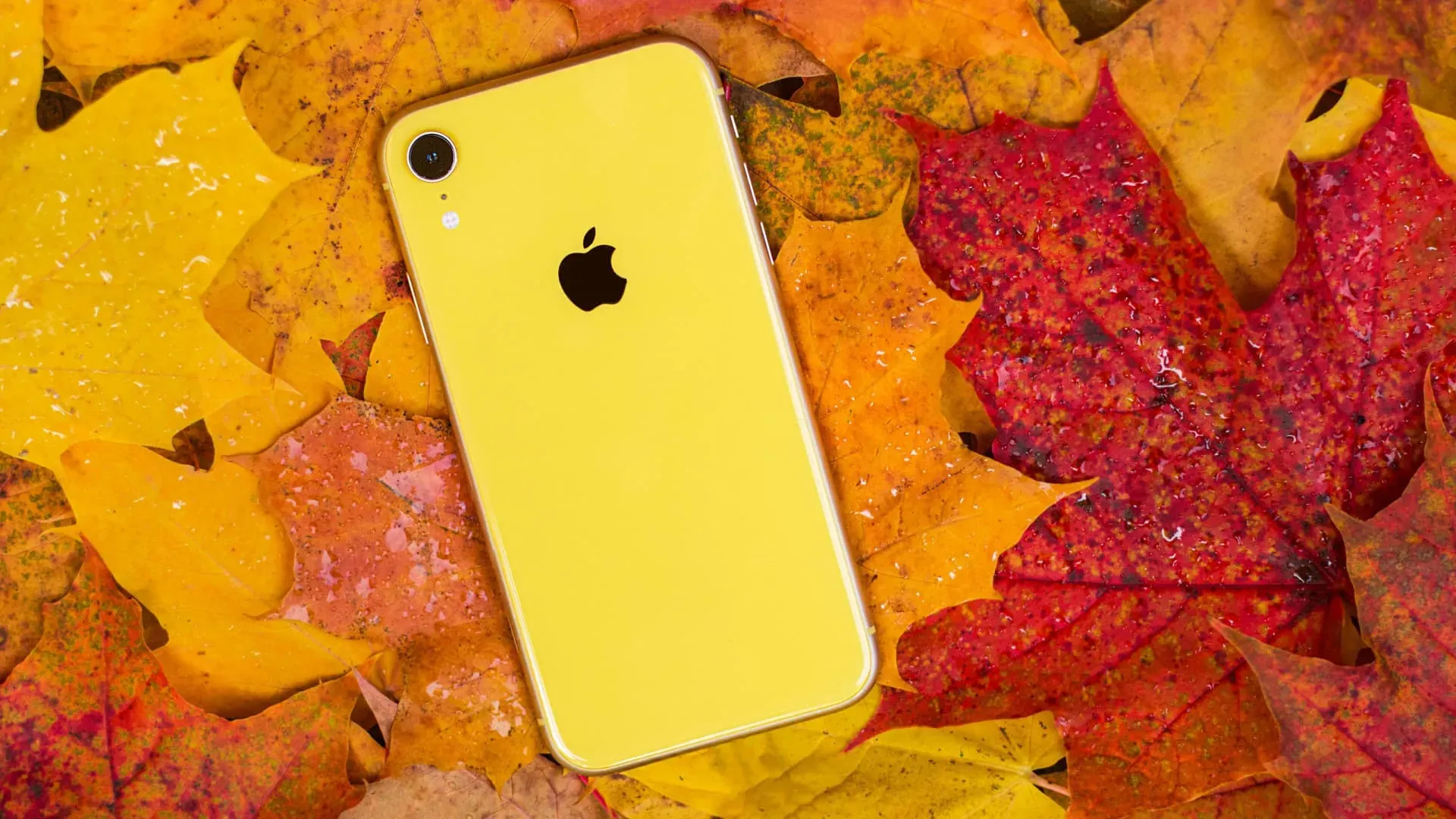 Traseira do iPhone XR usado amarelo sobre folhas coloridas