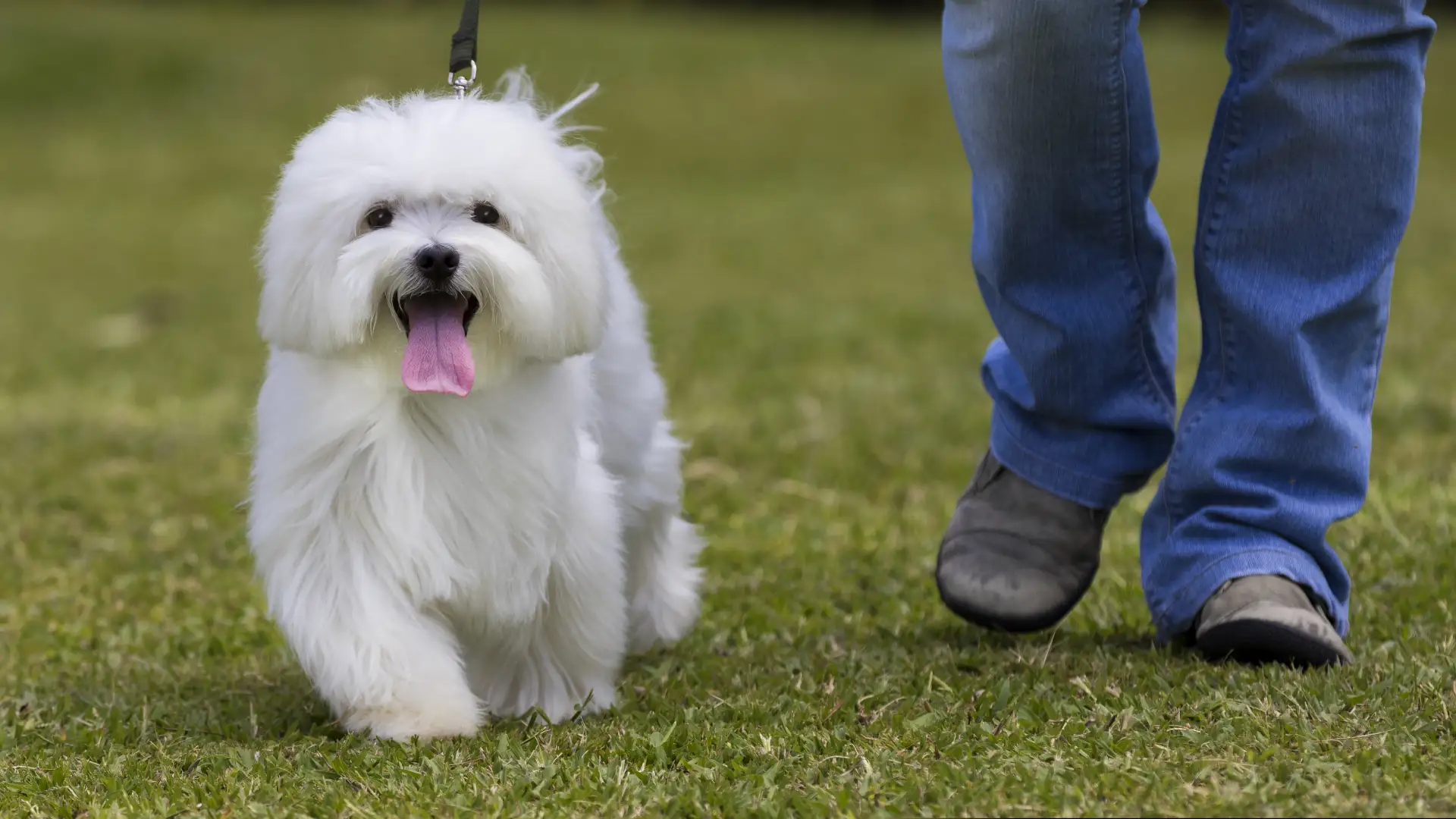 Cachorro pequeno da raça maltês branco com a lingua para fora ao lado do seu dono mostrando apenas abaixo dos joelhos com calça jeans e sapato fechado