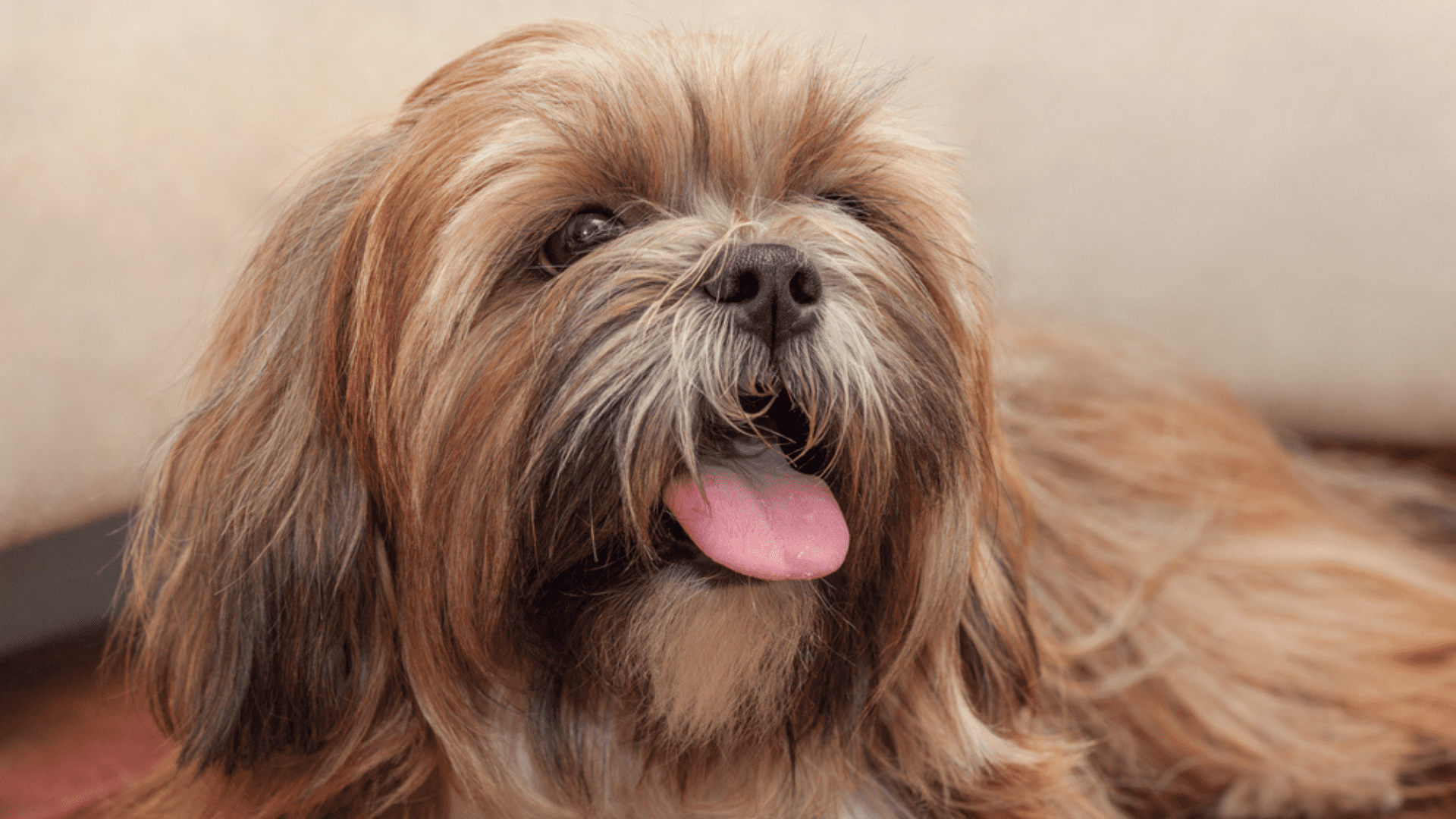 Imagem de um cachorro pequeno Lhasa Apso