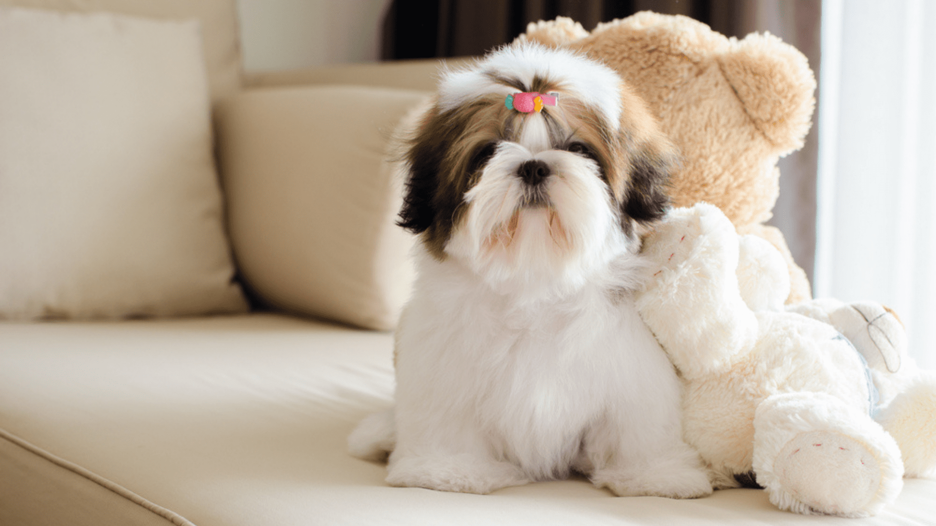 Imagem de um cachorro pequeno Shih Tzu