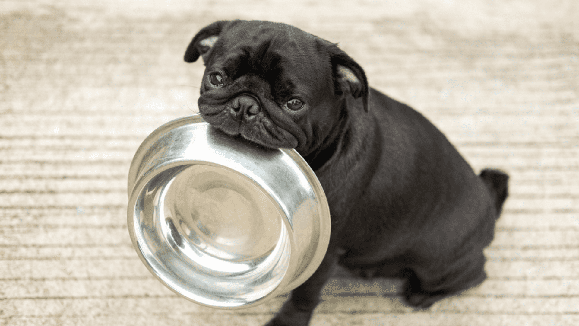 Imagem de um cachorro pequeno Pug
