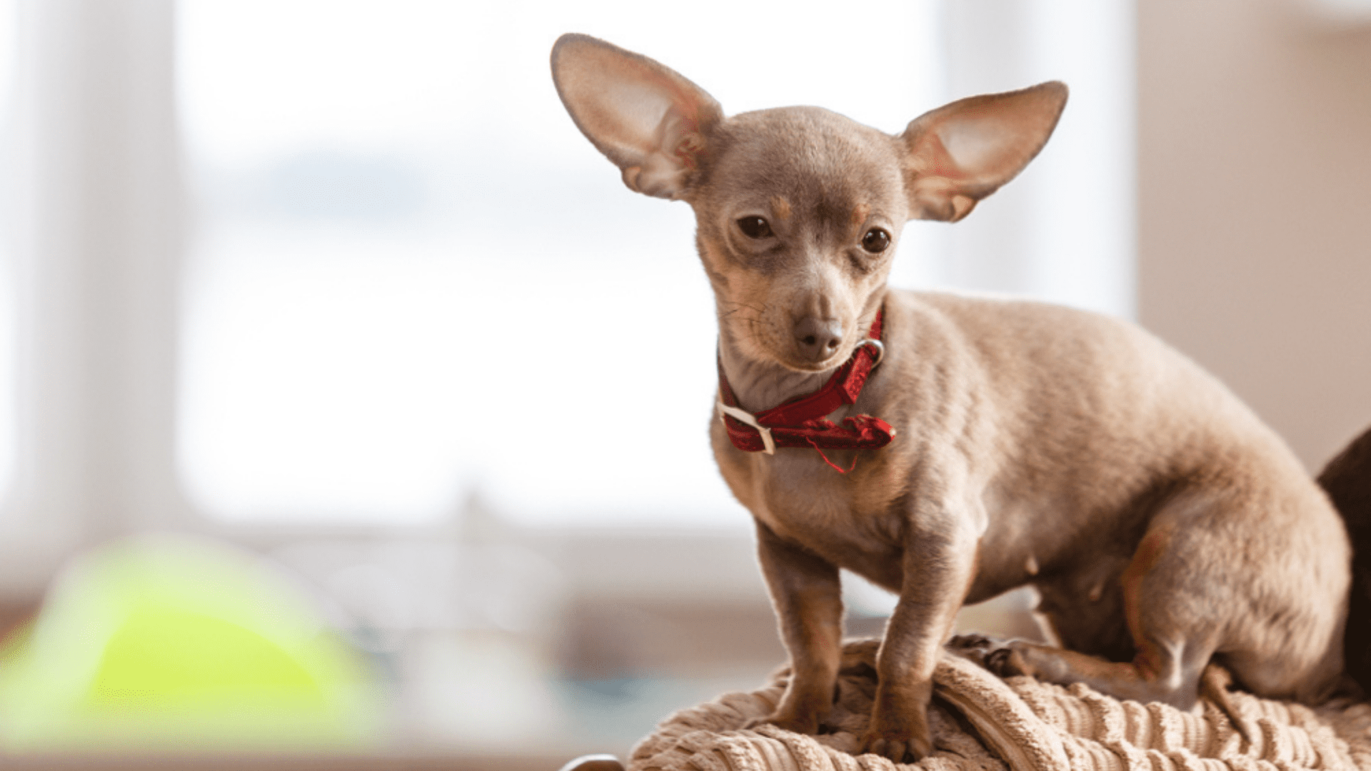 Imagem de um cachorro pequeno Pinsher Miniatura