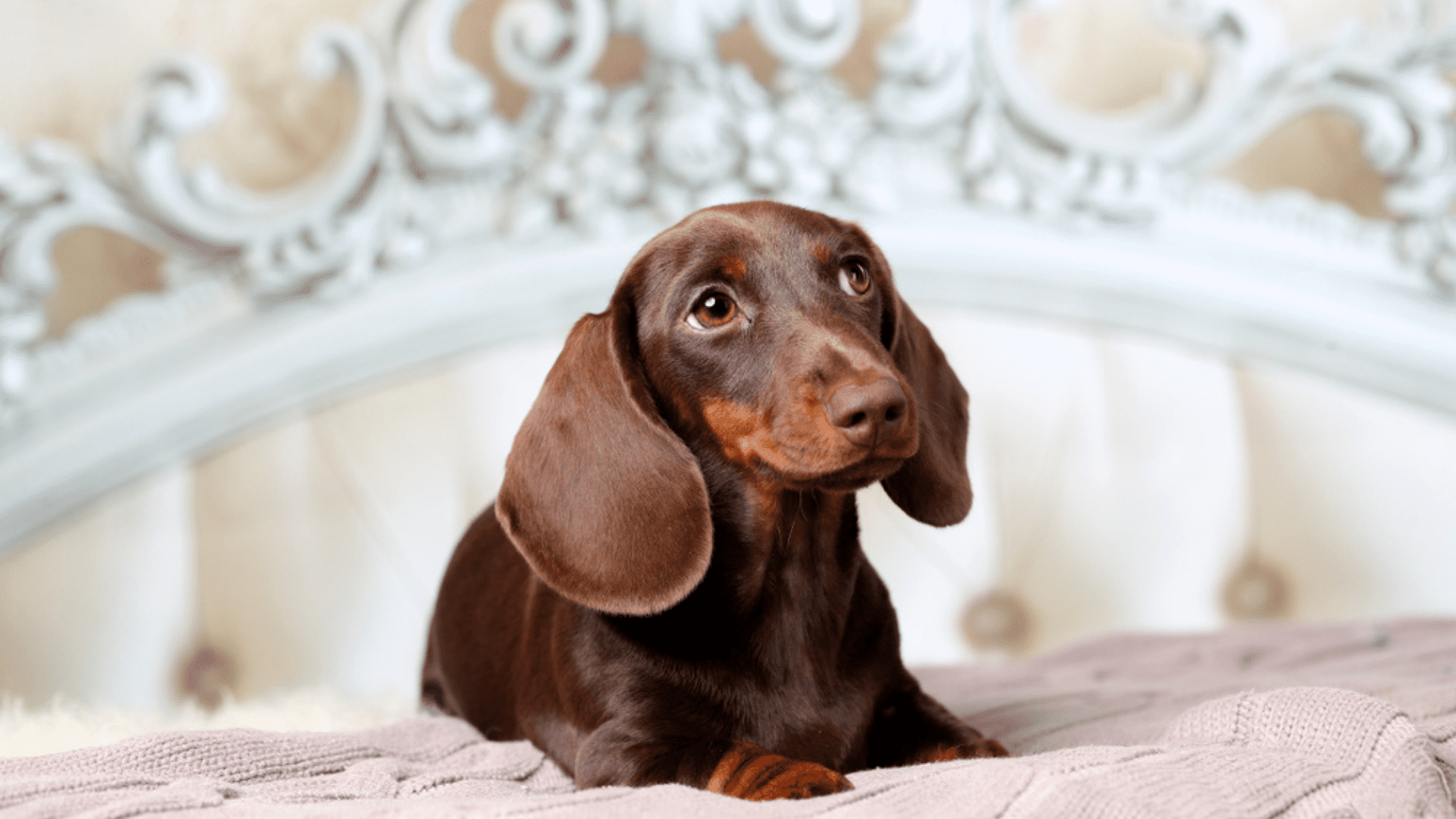 Imagem de um cachorro pequeno Dachshund