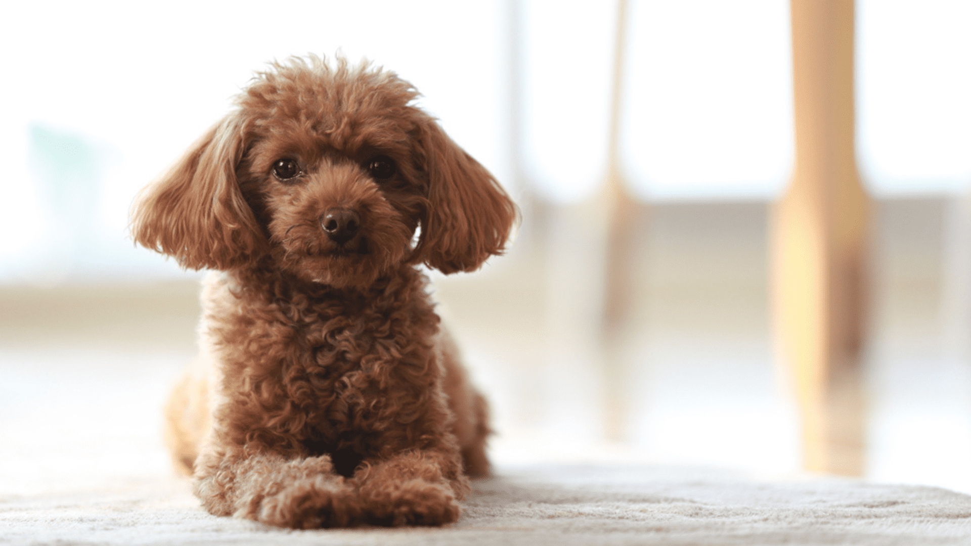 Imagem de um cachorro pequeno Poodle Miniatura
