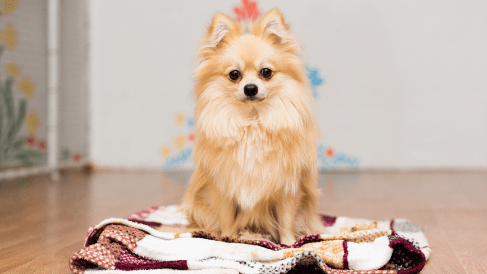 Imagem de um cachorro pequeno Spitz Alemão (Lulu da Pomerânia)