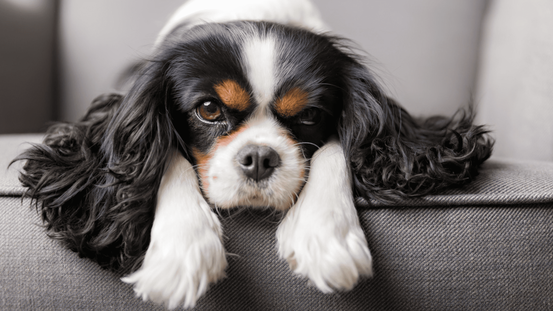 Imagem de um cachorro pequeno Cavalier King Charles Spaniel