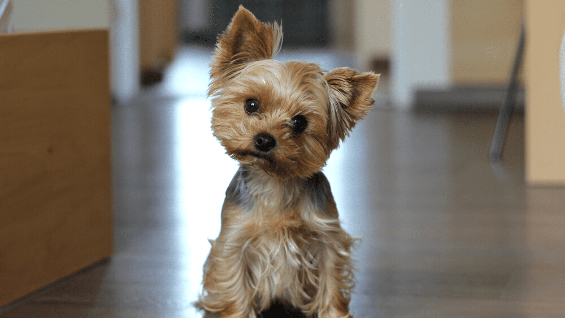 Imagem de um cachorro pequeno Yorkshire Terrier