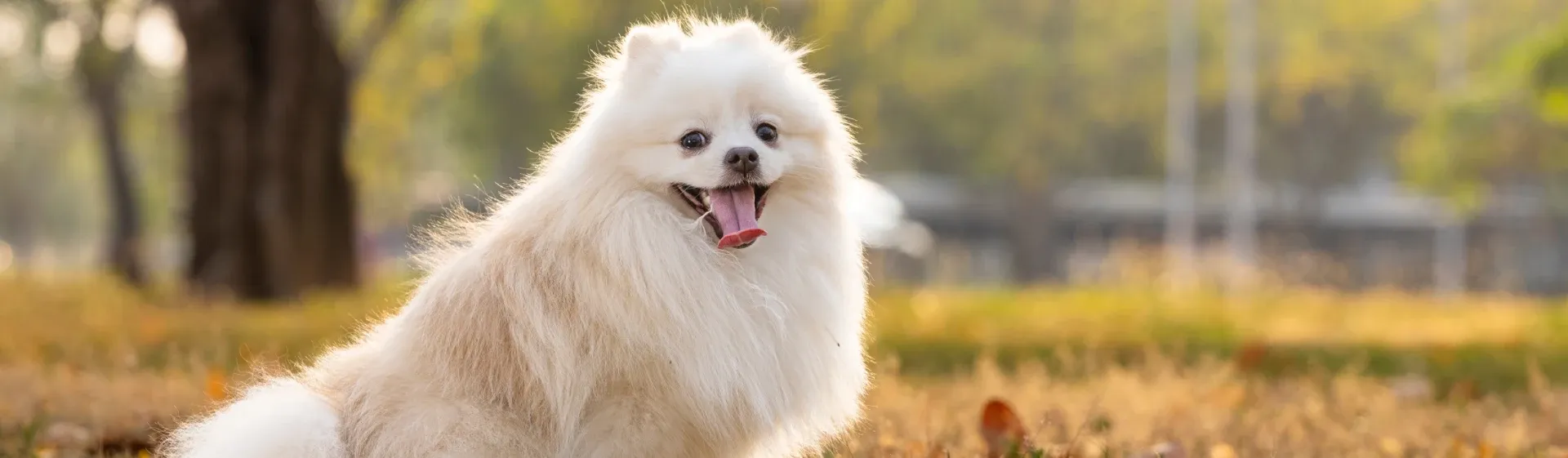 Capa do post: Cachorros peludos: 8 raças de pequeno porte