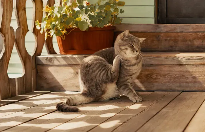 Gato cinzento se coça em cima de deck de madeira.