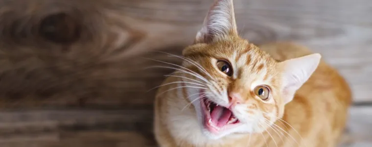 Antipulgas para gatos: confira as 5 melhores opções do remédio