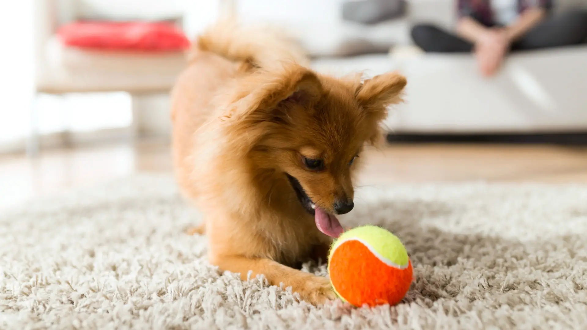 Cachorro pequeno e peludo em tom caramelo brincando com uma bolinha no tapete branco