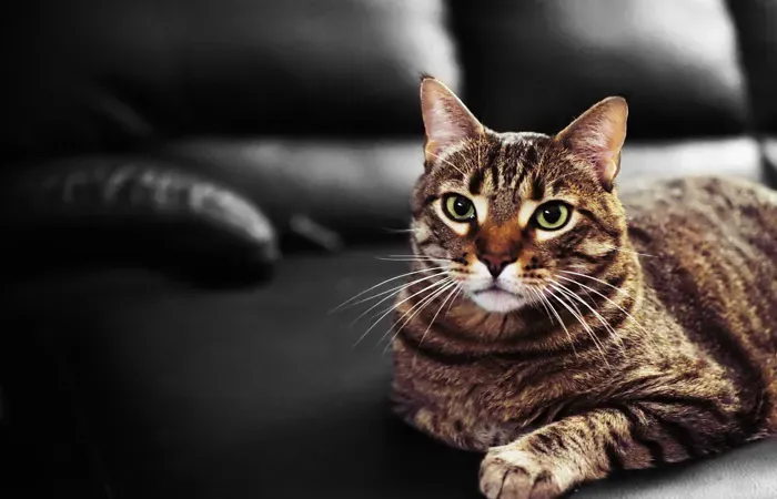 Gato com olhos penetrantes repousa sobre sofá escuro.
