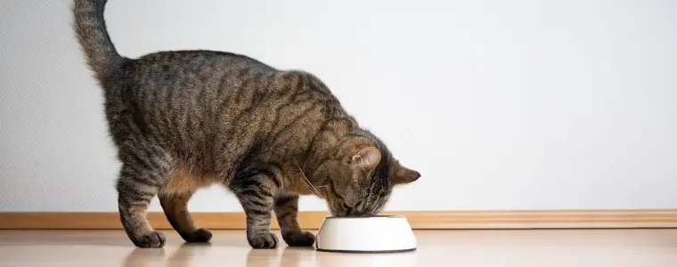 As 9 melhores rações para gatos: escolha a melhor ração