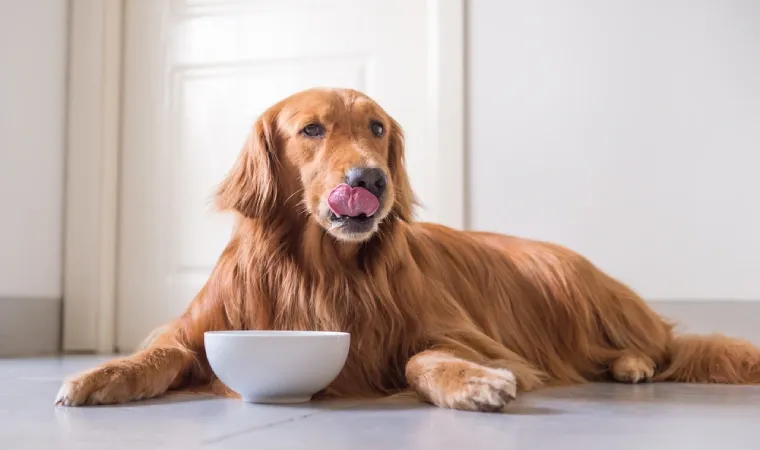 Golden Retriever satisfeito com sua tigela de ração para cães