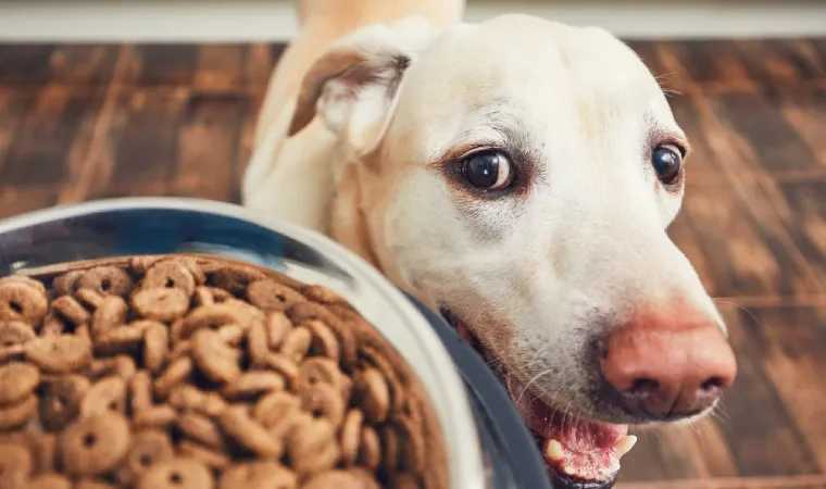 Cão olhando feliz para sua ração para cachorro
