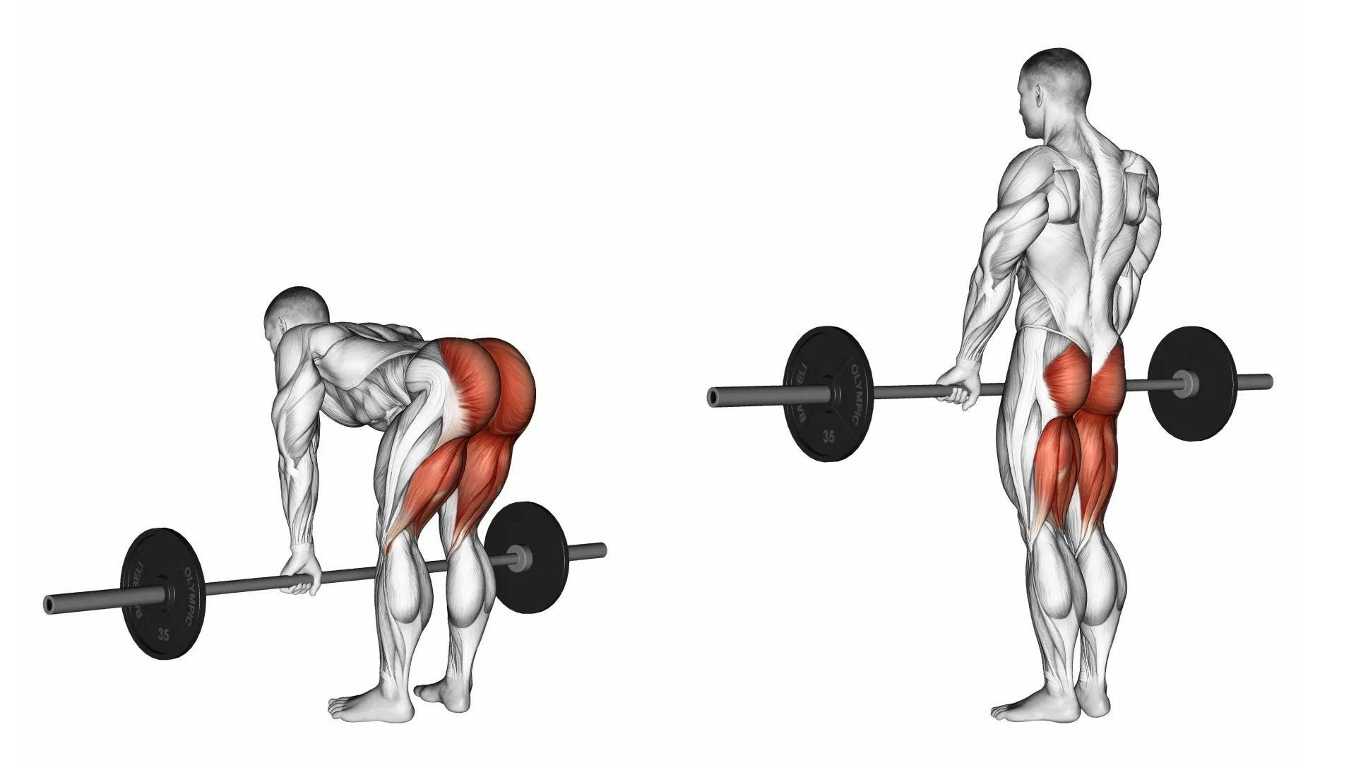 Ilustração de homem executando o Stiff com um barra com anilhas