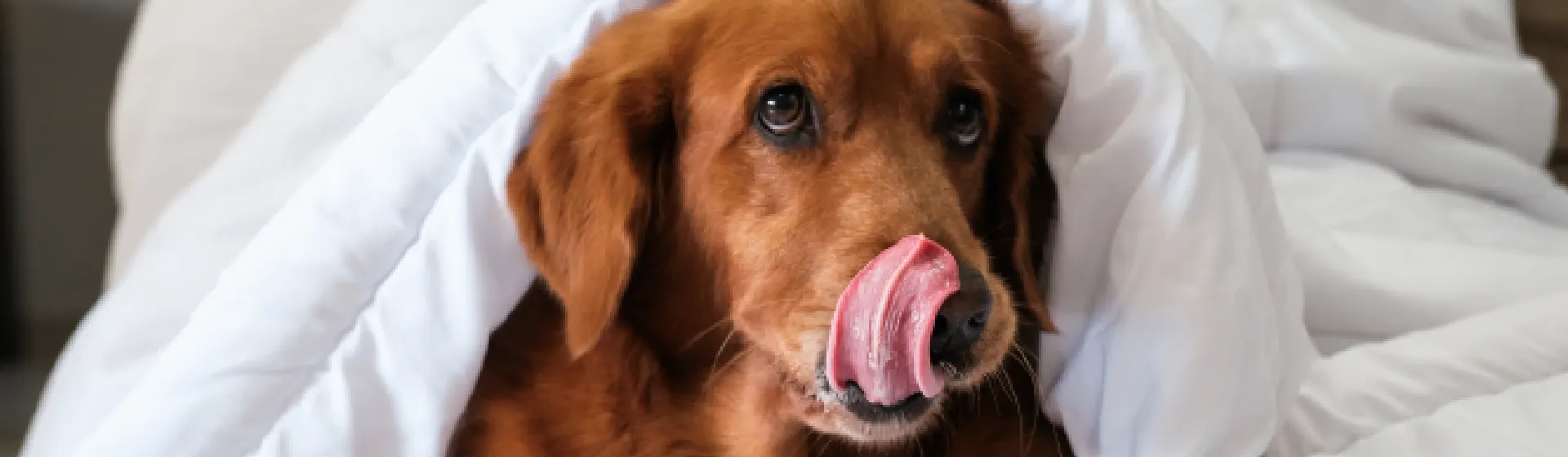 Raças de cachorros: conheça as principais em nosso guia