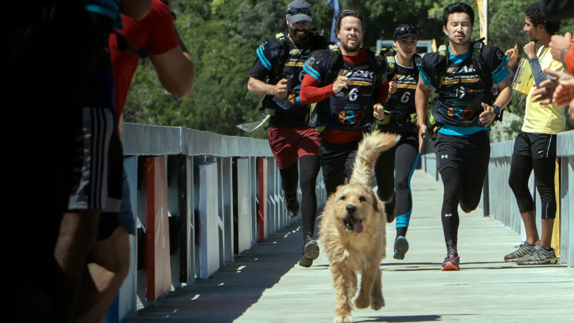 Cachorro correndo em uma ponte com vários corredores atrás