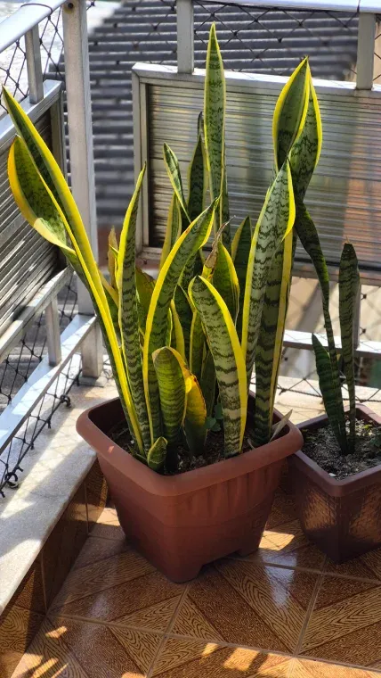 Foto de espada de são jorge tirada de dia no Galaxy S25 FE