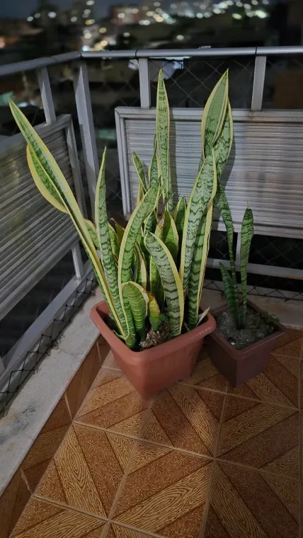 Foto de espada de são jorge tirada de noite no Galaxy S25 FE