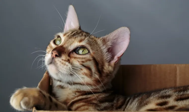 Imagem mostra gatinho dentro de uma caixa de papelão.