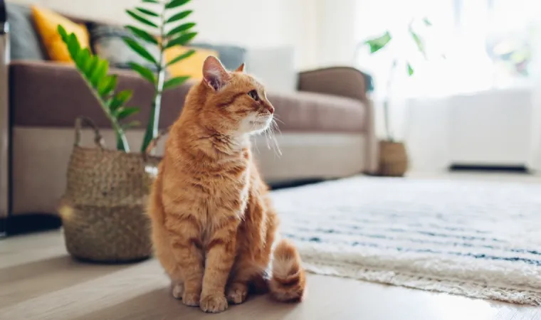 Imagem mostra gato laranja em uma sala agradável.