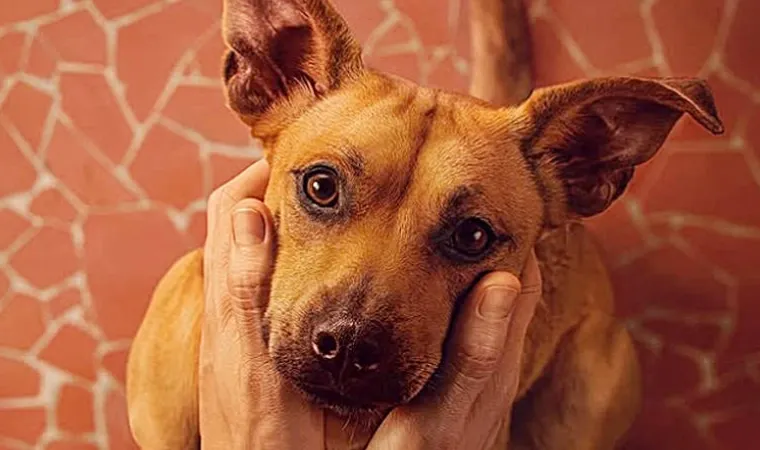 Imagem mostra cachorro Caramelo do filme da Netflix de 2025