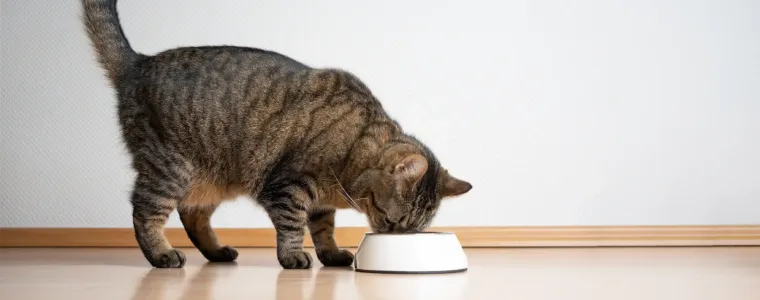 Melhor ração para gatos em 2025: opções para todos os tipos de gato!