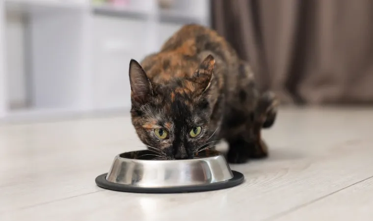 Imagem de um gato marrom com preto comento ração enquanto olha para a câmera