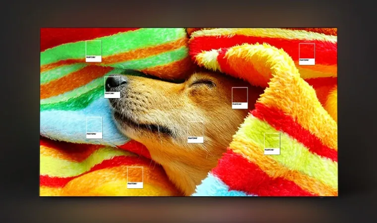 Imagem mostra TV Samsung exibindo um cachorro dormindo em um cobertor colorido para mostrar as cores Pantone