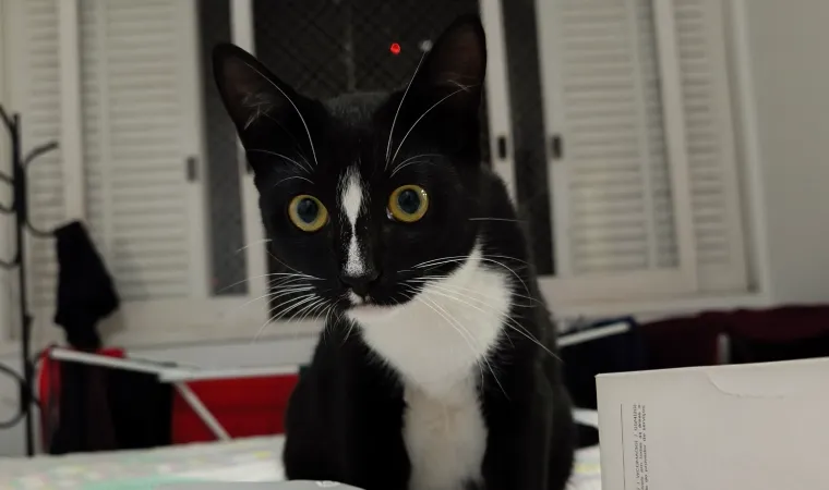 gata frajola capturada pela câmera do xiaomi redmi note 15 pro 5G