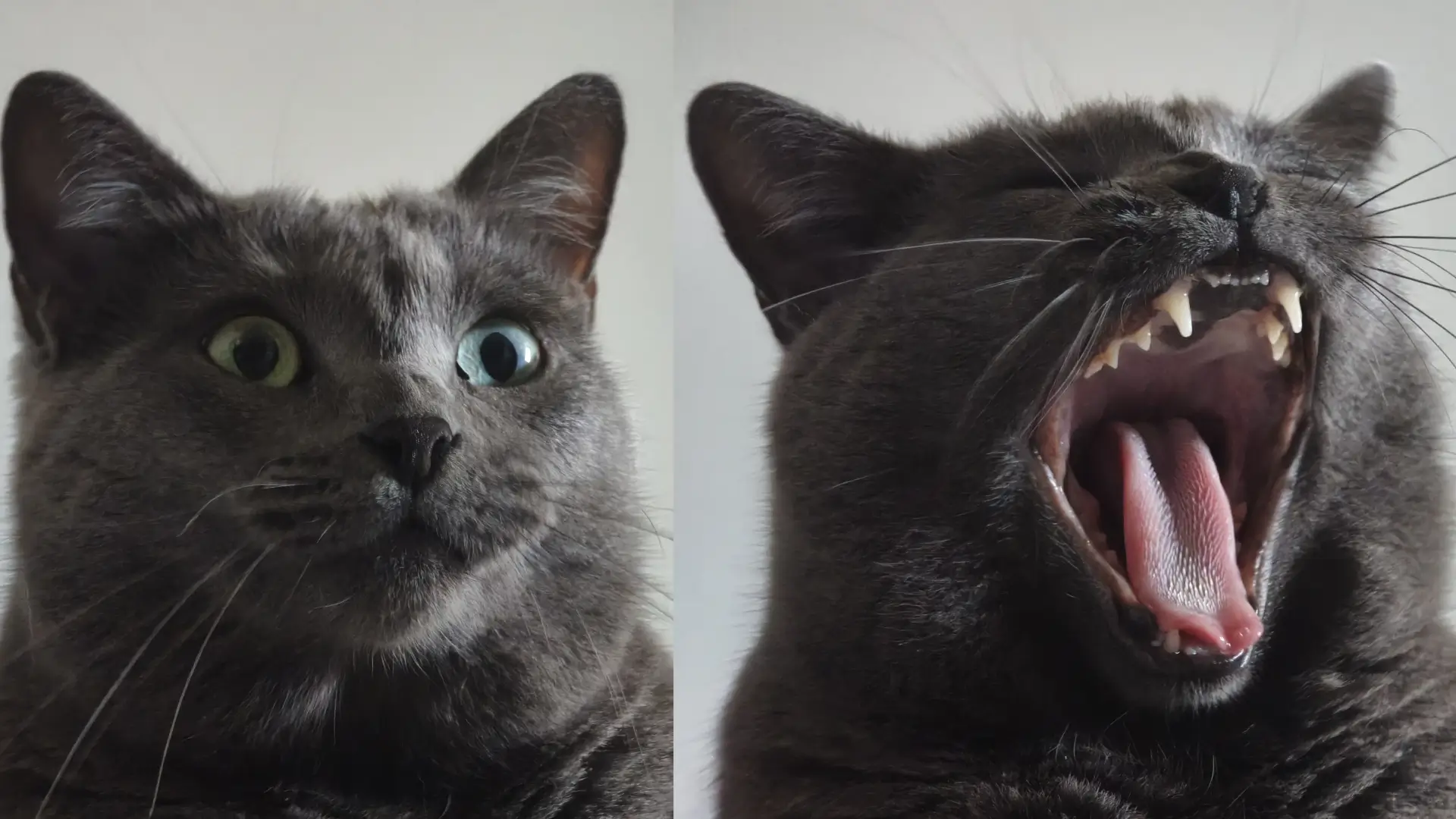 Duas fotos frontais de uma gata cinza. Na segunda, ela está de boca aberta, no meio de um bocejo